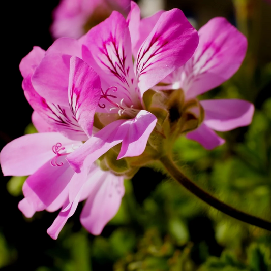 Le Géranium Rosat Bourbon : l’or vert de La Réunion au service de la beauté naturelle