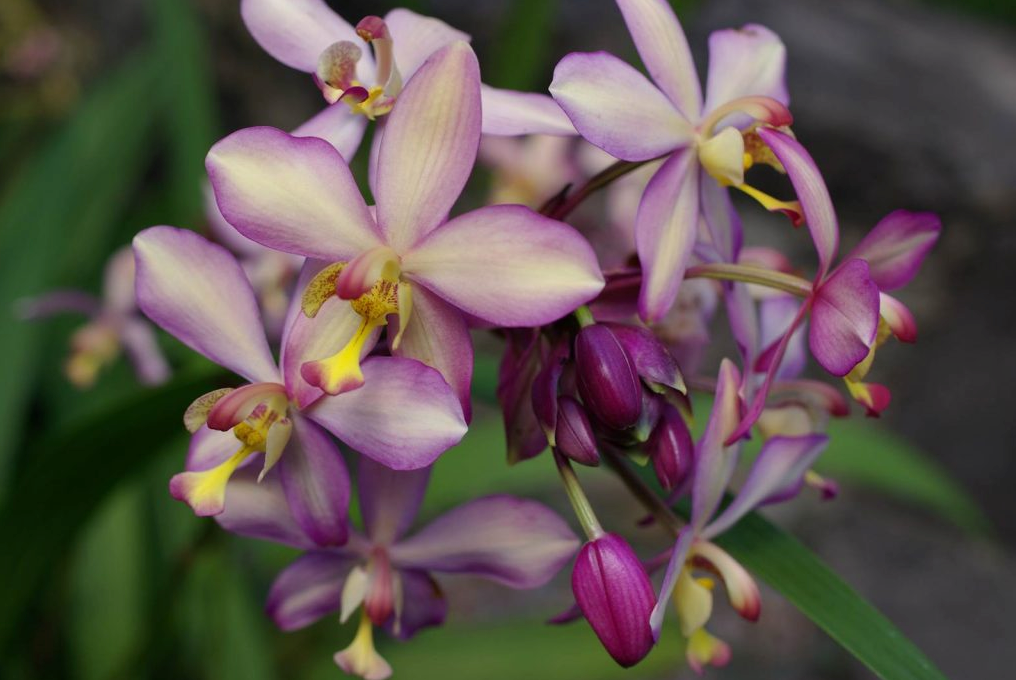 Crème Curcuma, Vanille et Orchidée